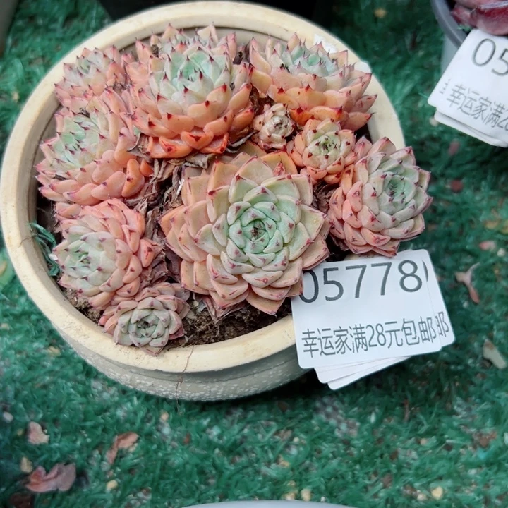 幸运的是我还没遇到你的