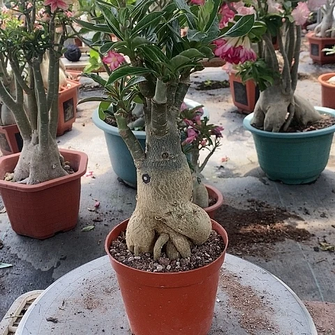 【闪购商品】无花朵用****8绿植