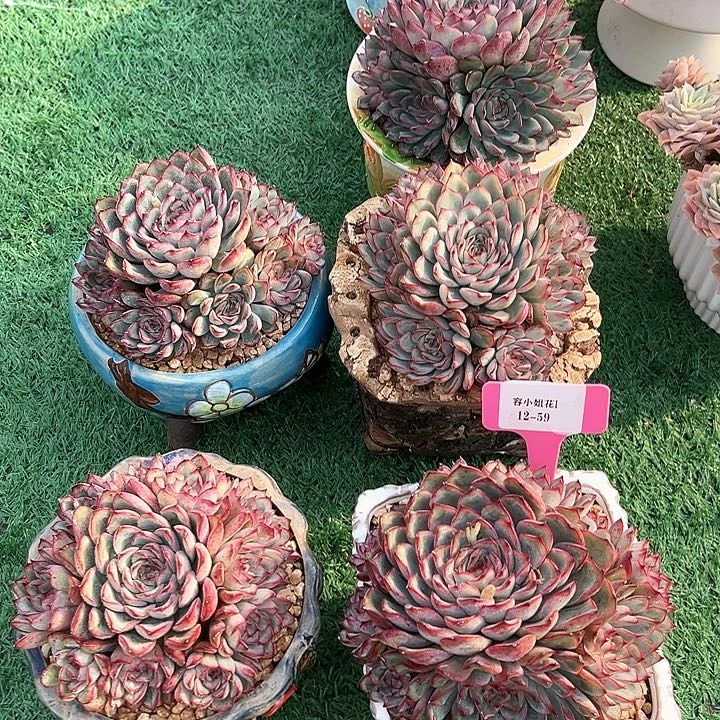 12.59荷花一个多肉