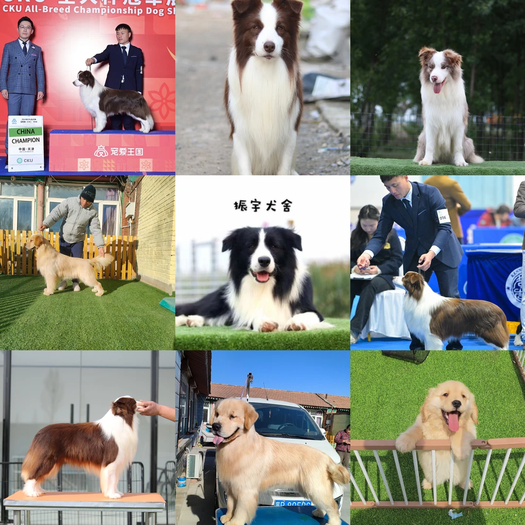 振宇犬舍边牧蓝陨石红陨石金边咖啡黑白貂色