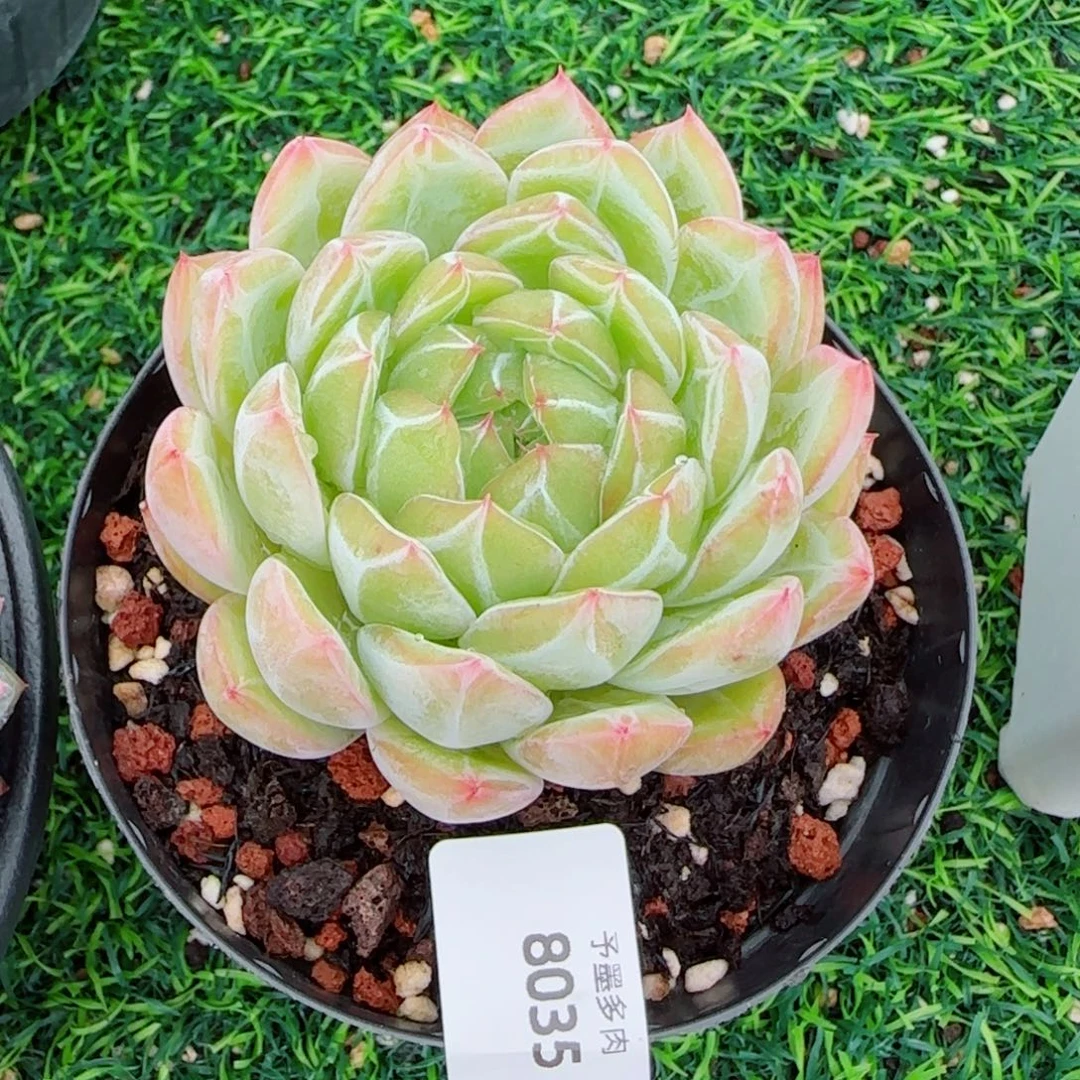 雪花珍妮，8035多肉植物