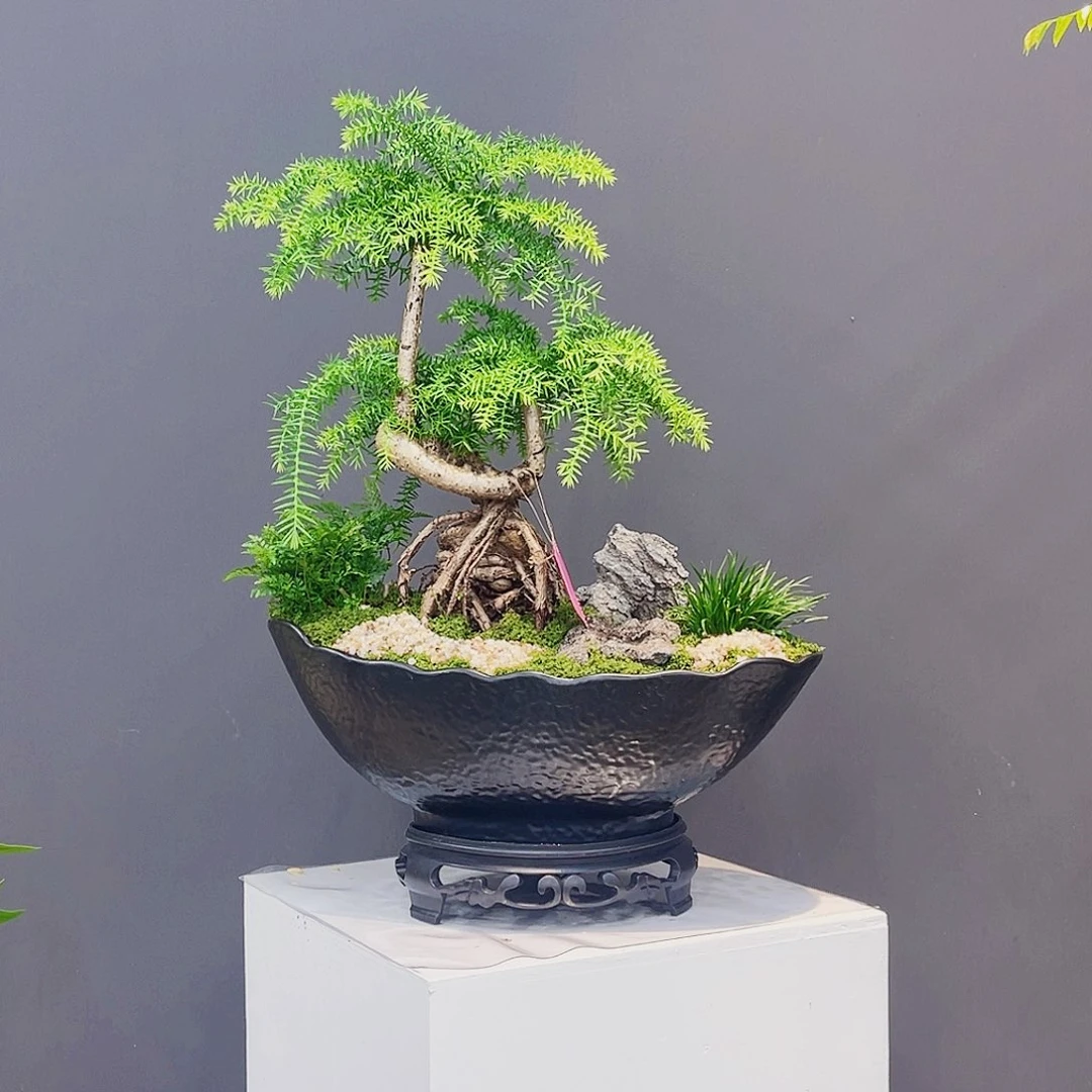 完全开放高端盆景一物一拍