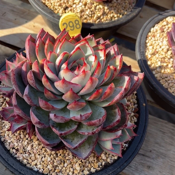 298惊鸿仙子 夏鸣园艺