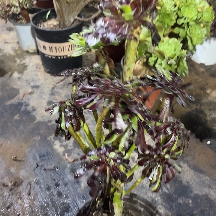 多肉植物水墨丹青171号