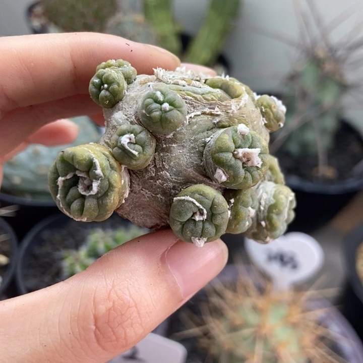 自跟毛缀化仙人球