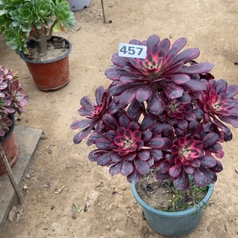 457香奈儿多肉法师