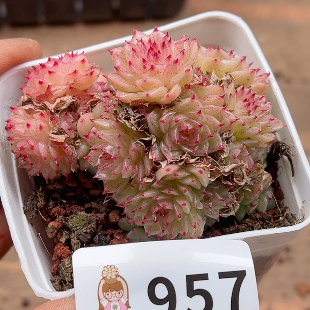 多肉植物多肉植物