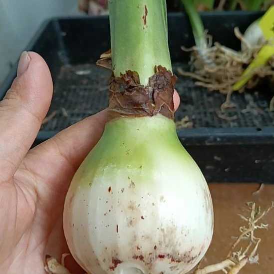 无花朵贵妇5.8裸球发货