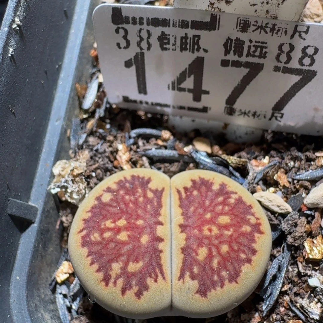 zzzz生石花肉锥1477