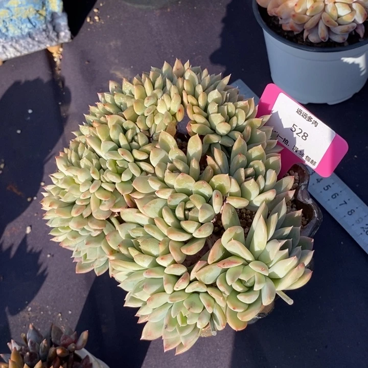 528蜜糖缀肉肉肉肉肉