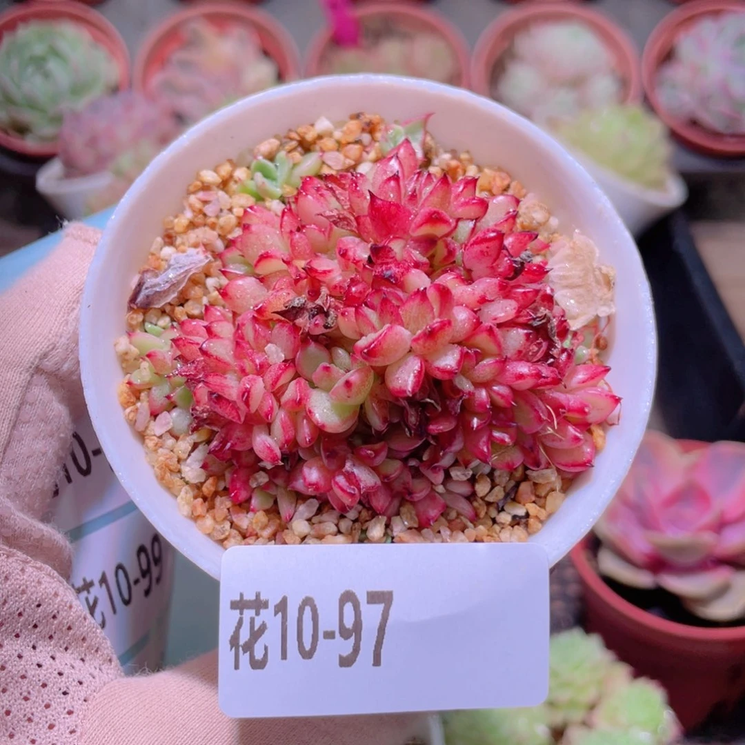 花利美10-97新品缀化