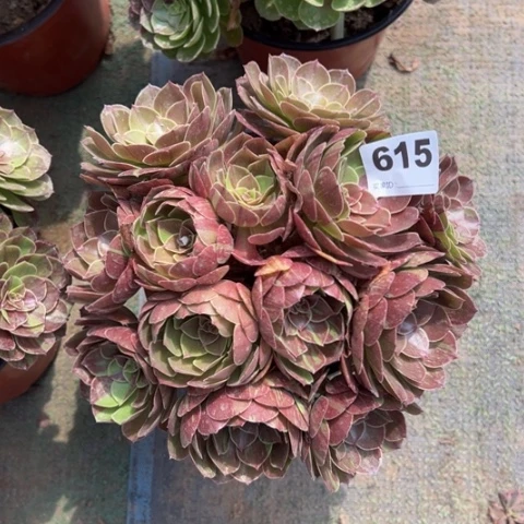 武***615花月夜朵朵多肉