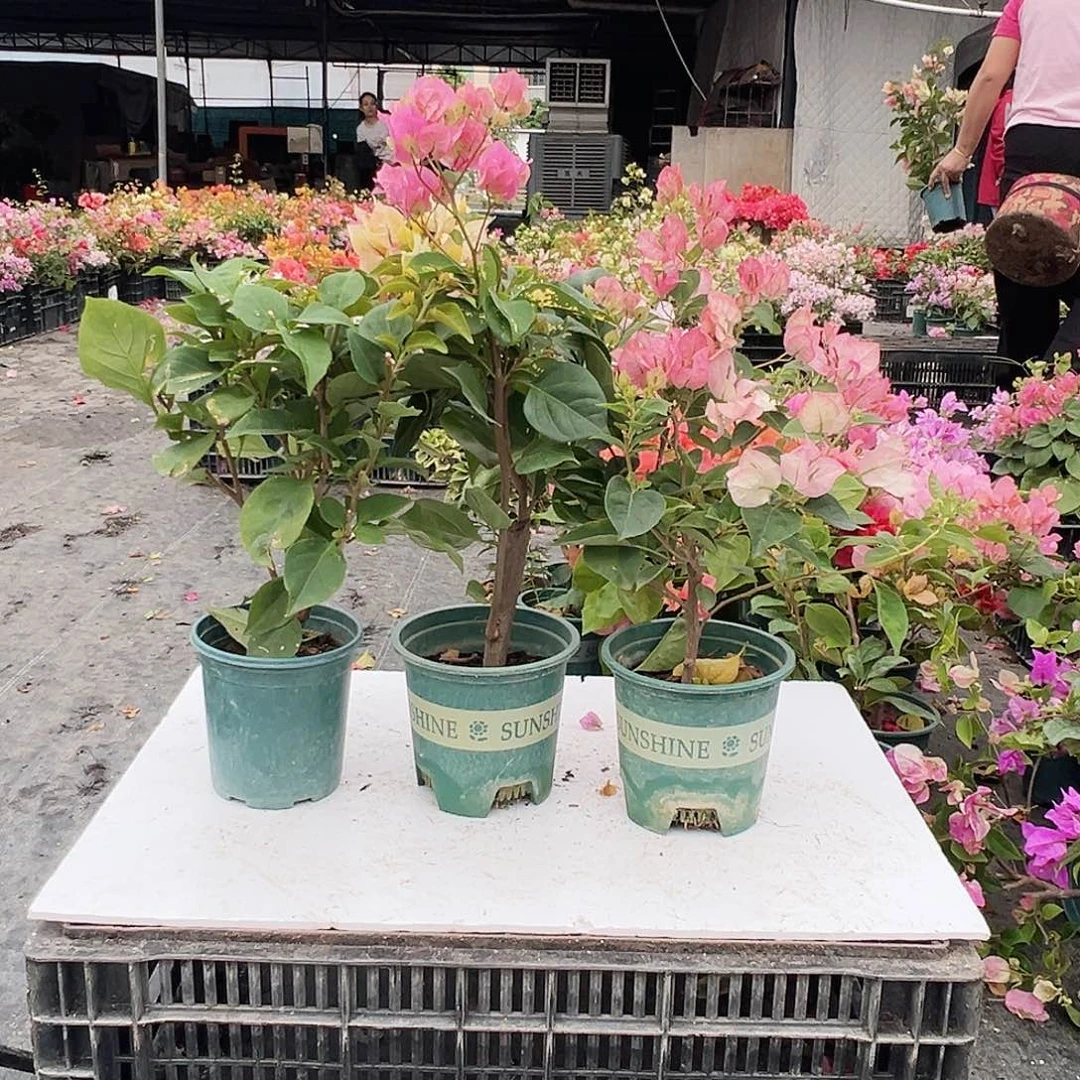 大部分花苞少量开放浅彩虹，撒金粉，五宝组合