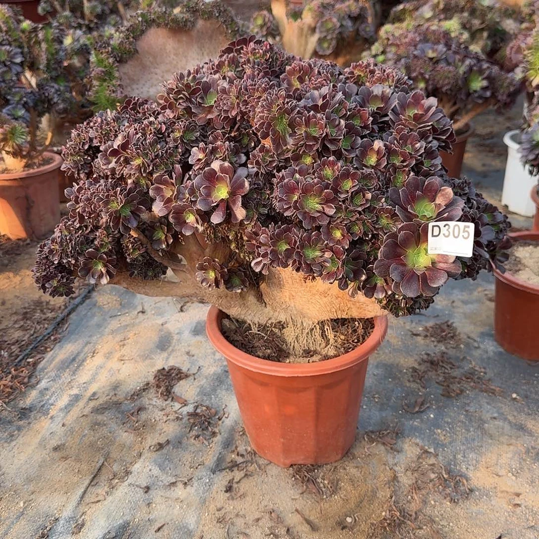 305欧紫朵朵有伤一颗呀