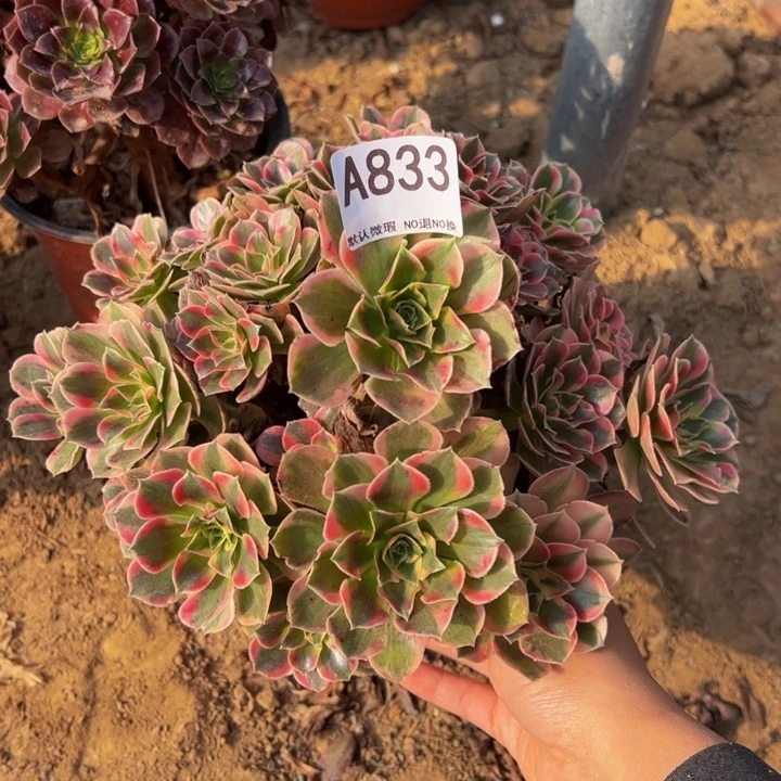 微瑕女郎多肉植物833.