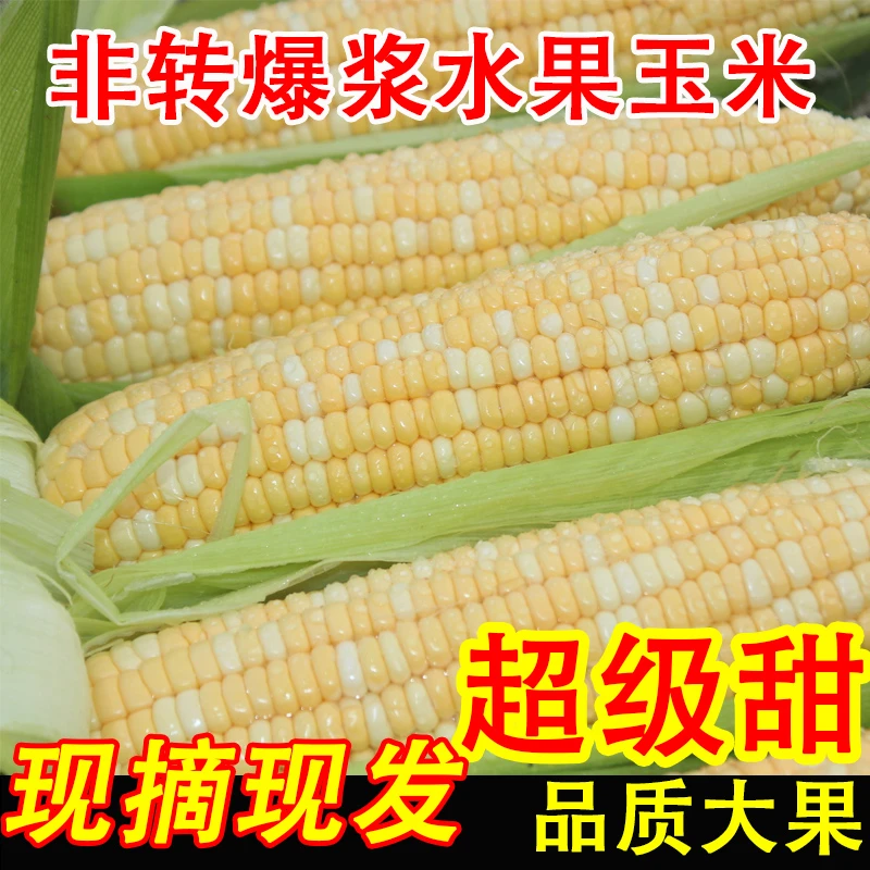 水果玉米新鲜现摘带皮甜嫩爆浆玉米可榨汁生吃即食云南金银甜玉米