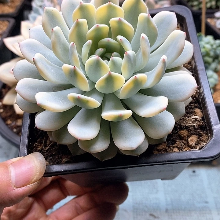 无花朵雪爪锦单头