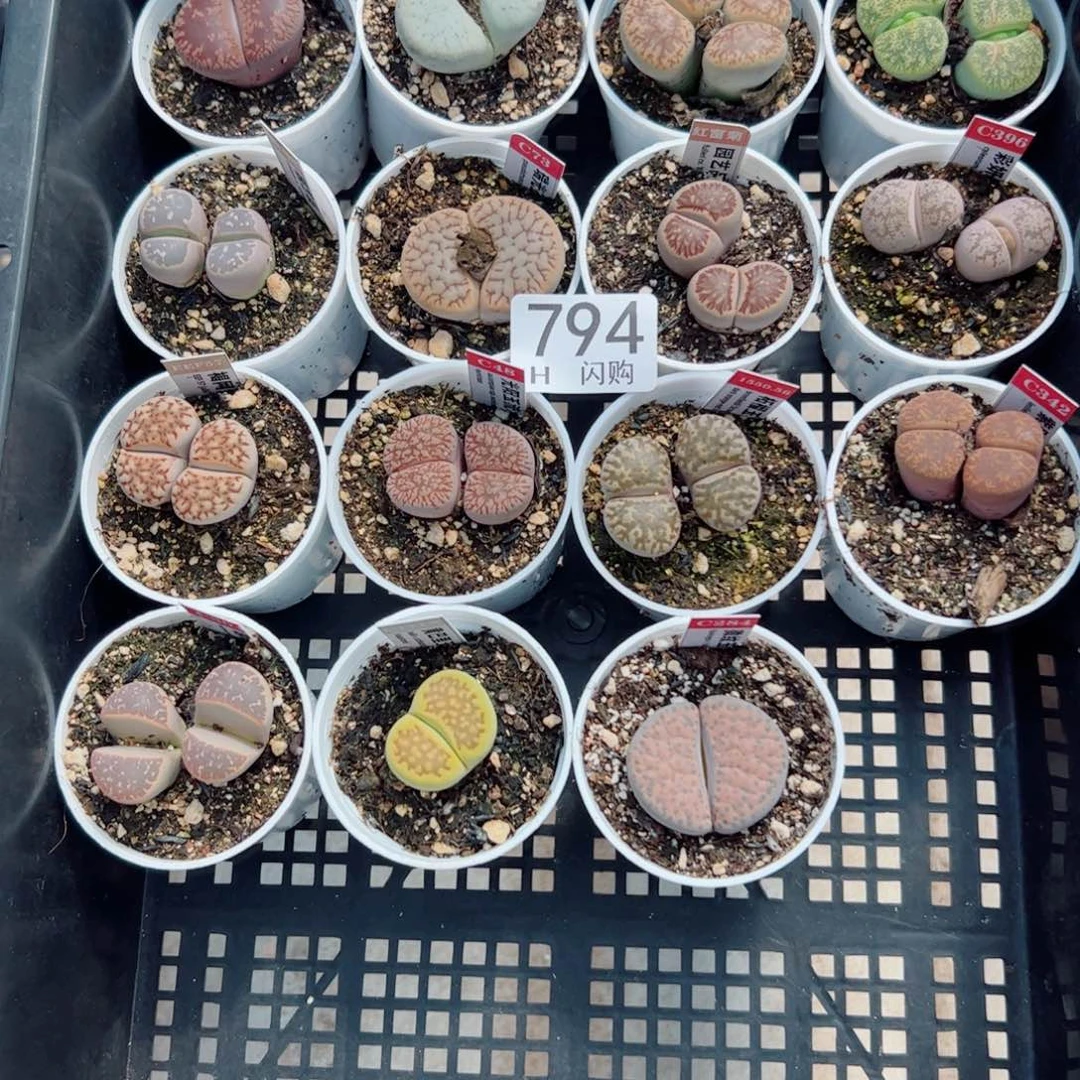 无花朵C****e我很喜欢这个H794