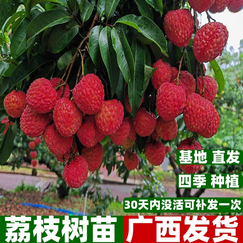 荔枝树苗无核妃子笑桂味无核荔枝苗盆栽庭院嫁接果树苗当年结果