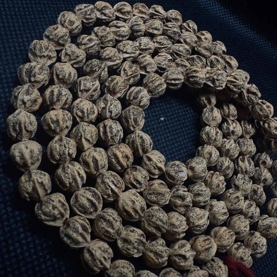 「暴龙」热振原桩籽柏香籽百香籽