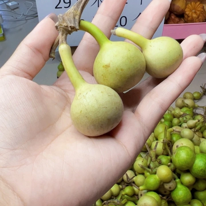 葫芦中国大陆?****ŋ