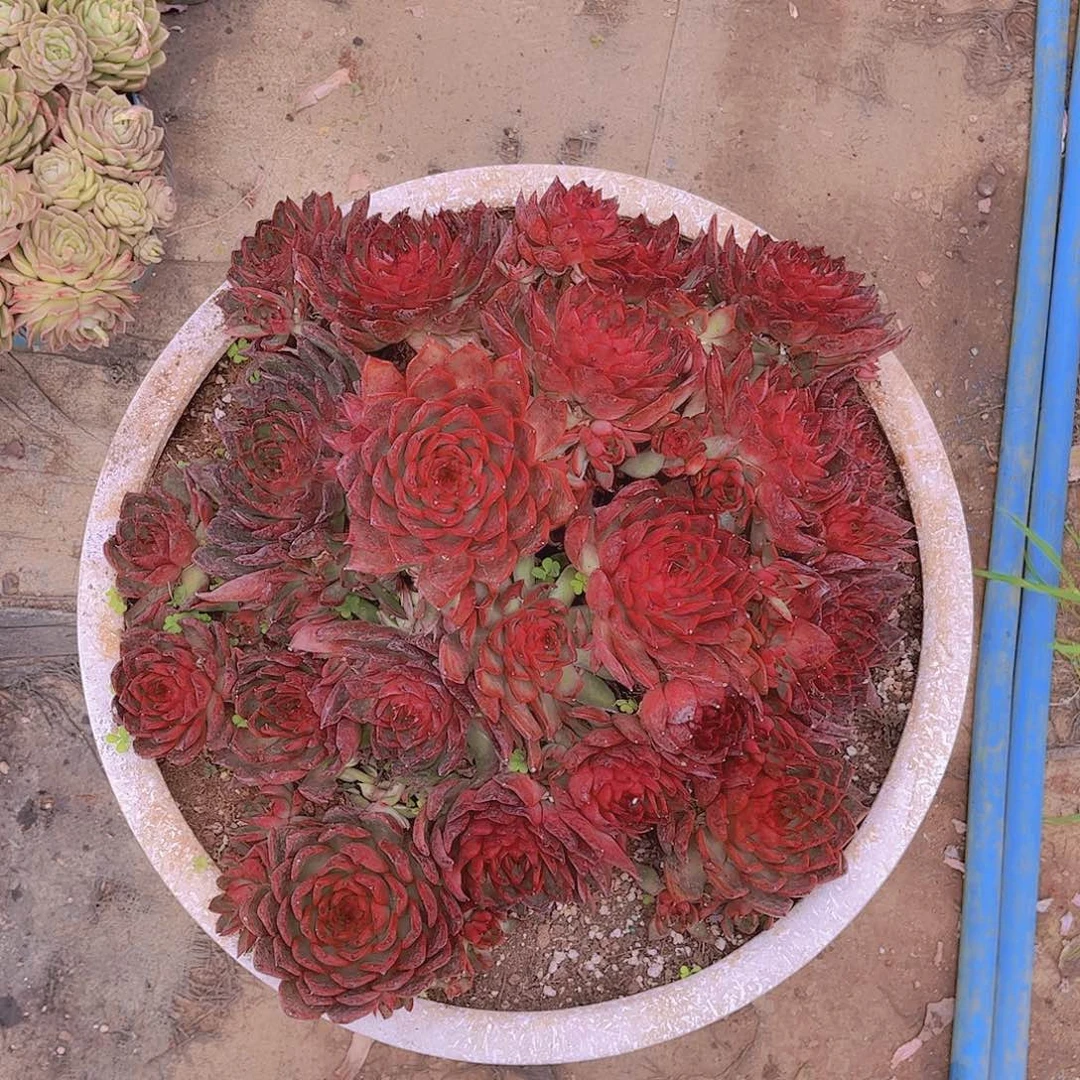 多肉老桩多肉老桩