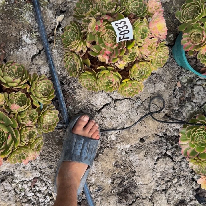 海燕花花25-33包邮花花