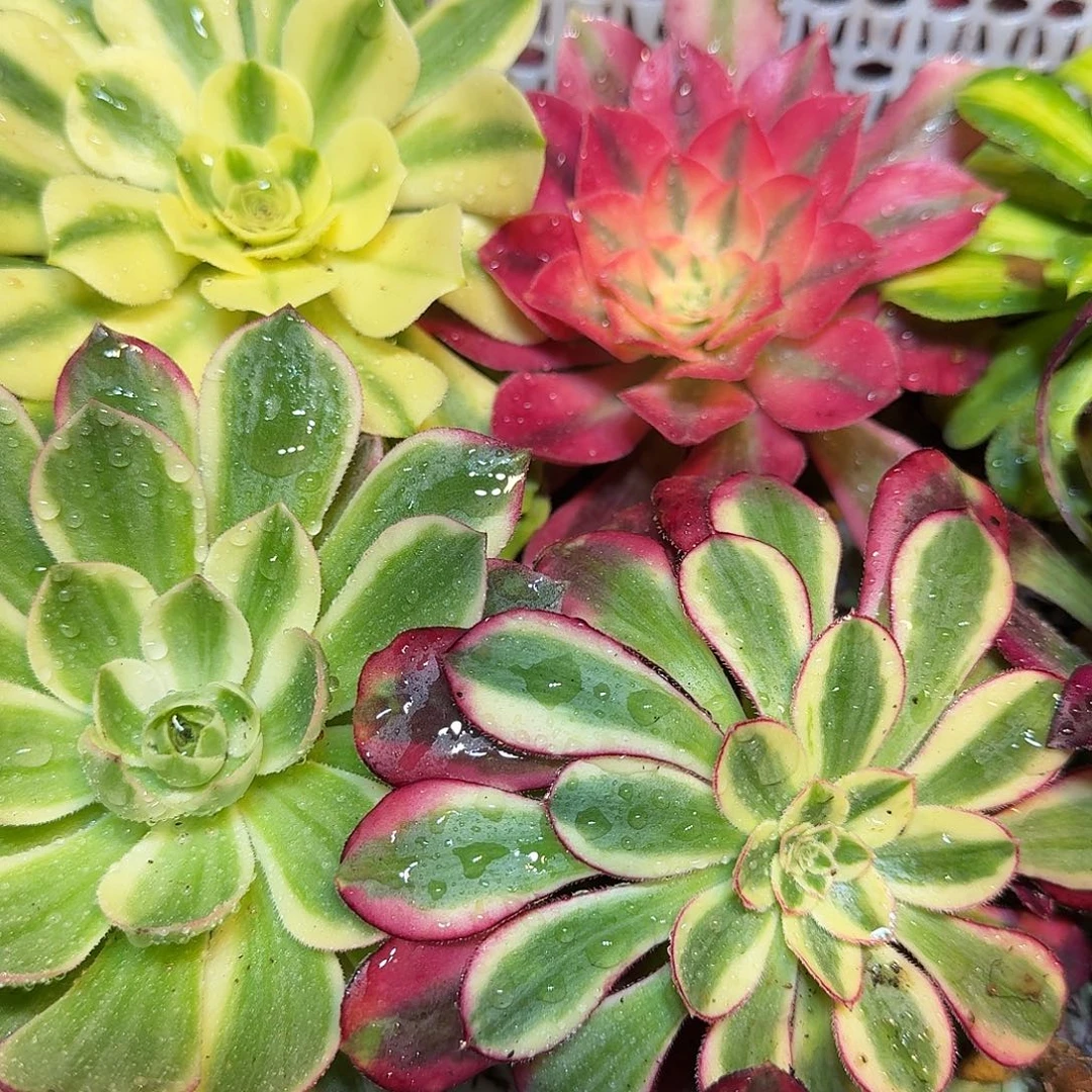 8棵不同品种法师10公分左右大苗子