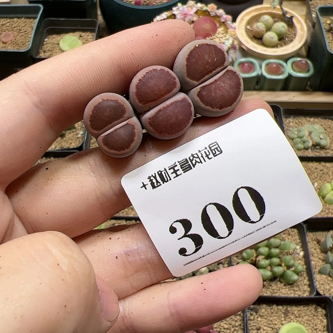 【闪购商品】300 菊