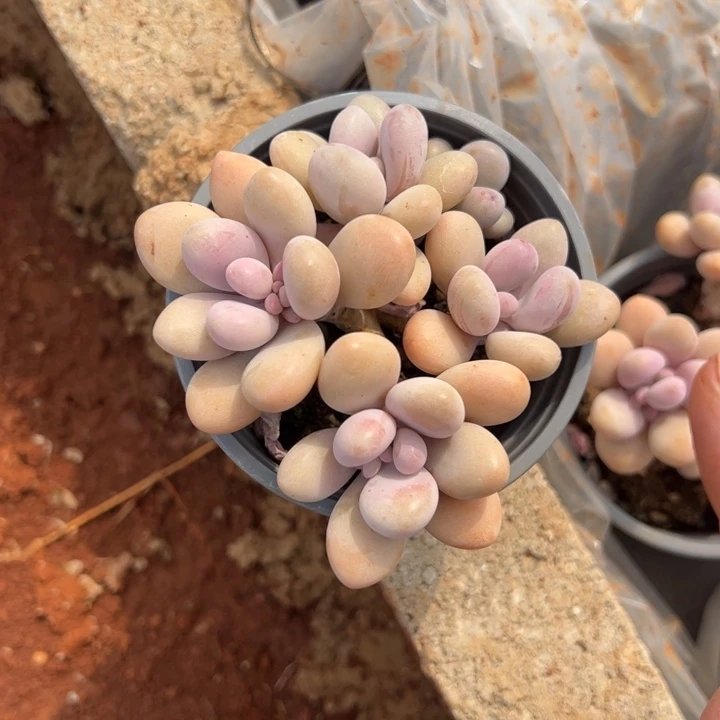 小老桩桃蛋多肉植物