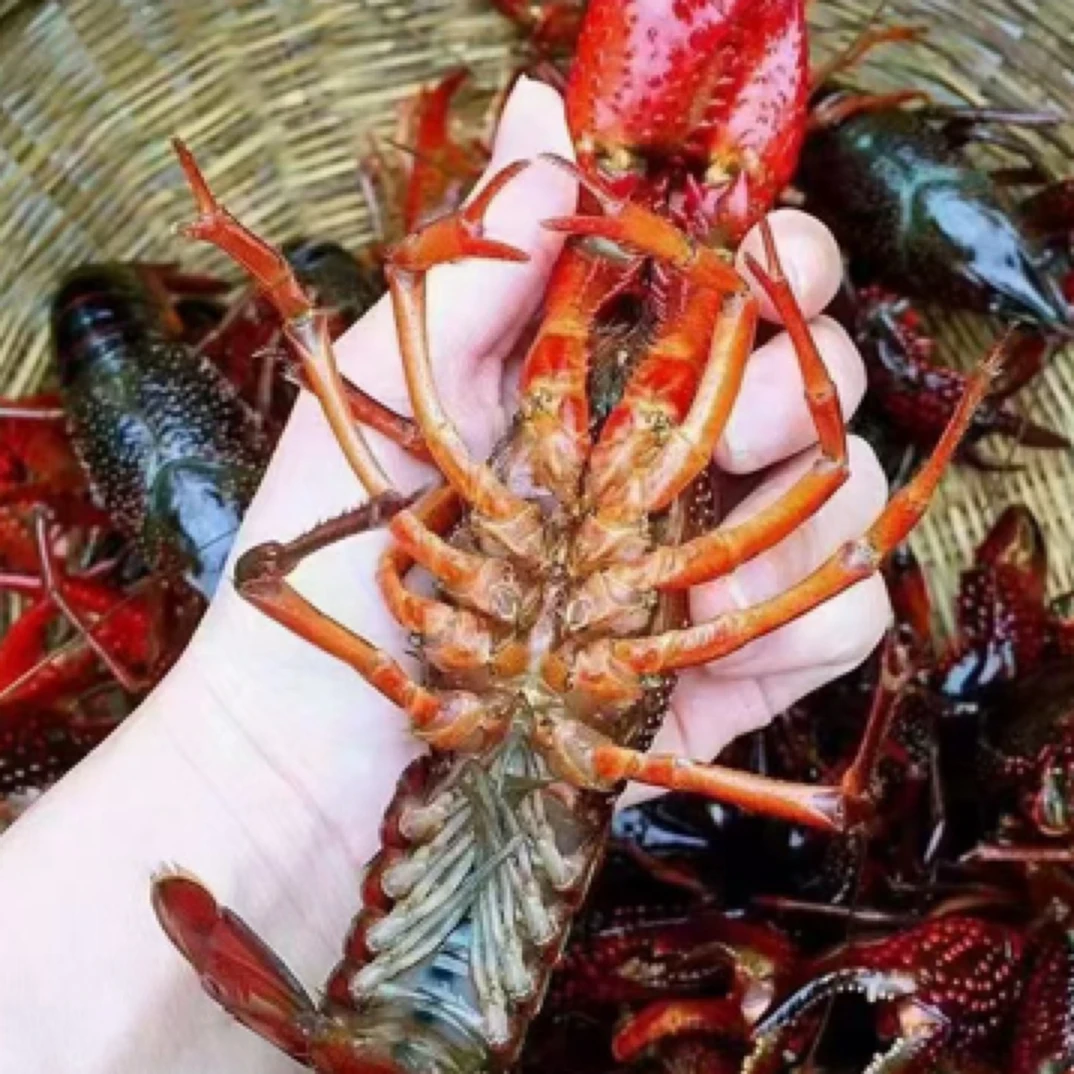 【3斤装至尊炮头】1两起兴化蟹塘炮头虾精品