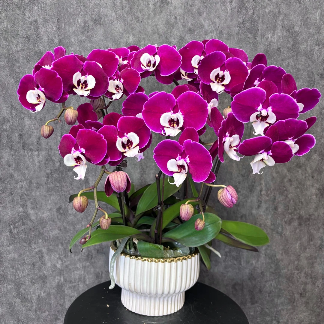 【米歇尔-蝴蝶兰】 鲜花绿植  好养花期长 送礼装饰 室内观赏花