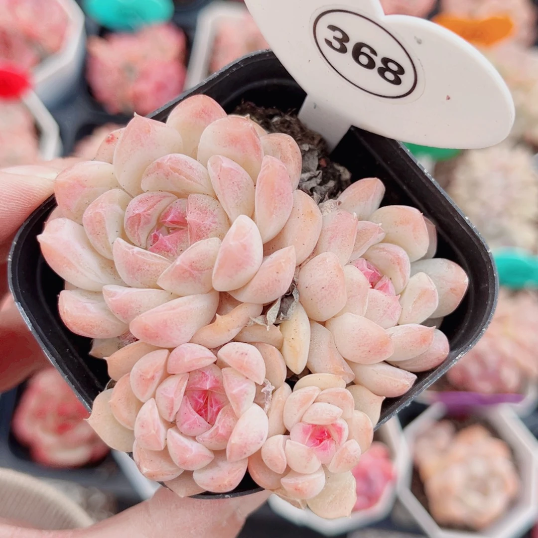 368号小老桩奶油玫瑰群