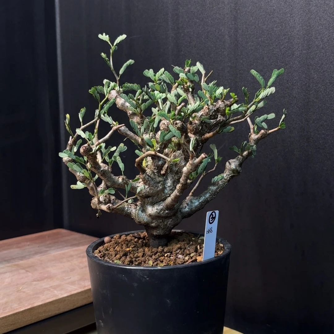 沙漠苏木带盆发货