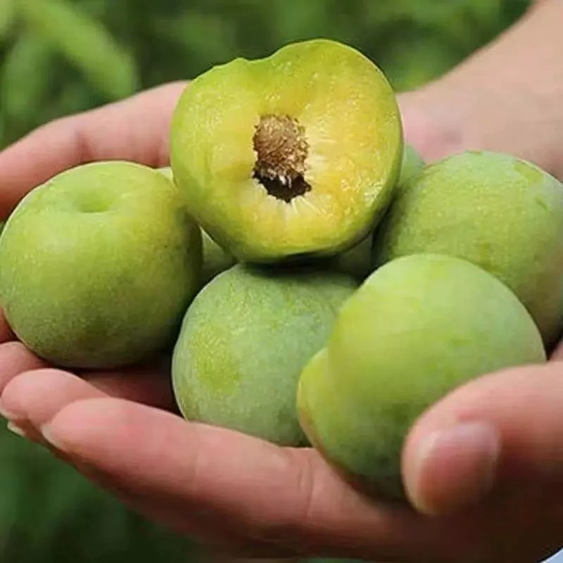 【顺丰包邮乌市发货】四川蜂糖李脱骨李子脆甜爽口软脆两吃