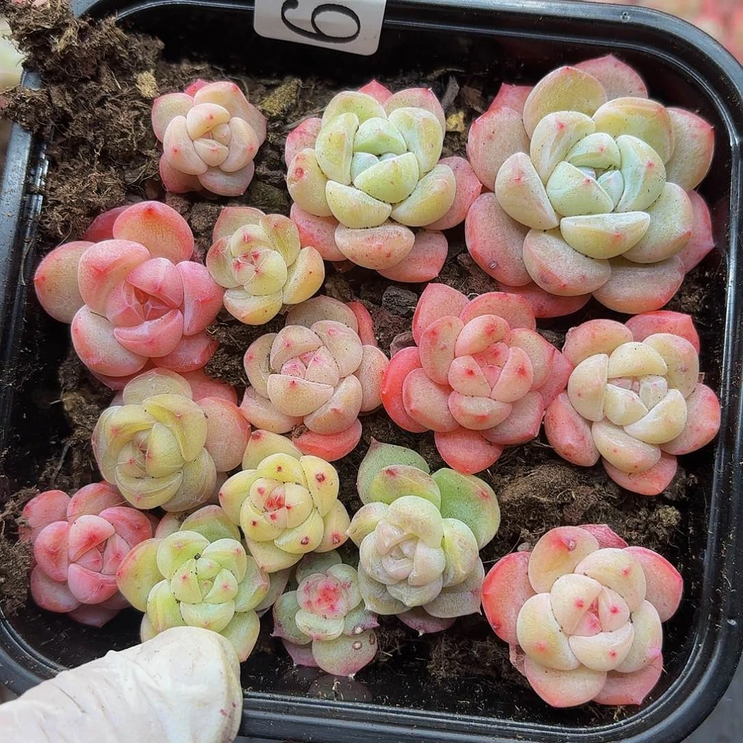 多肉植物多肉植物611