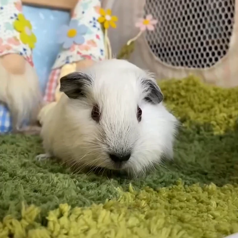 25687荷兰猪豚鼠活体宠物天竺鼠直播挑选加州弟弟（C14）