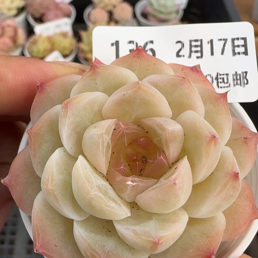 花语逸境0217-136