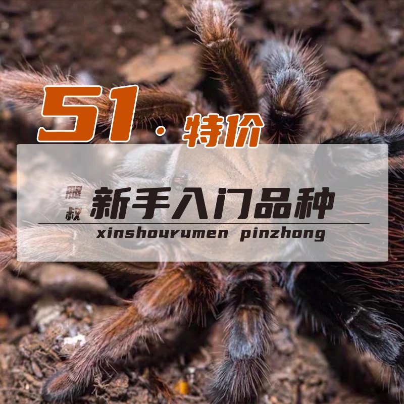 腿叔~51特价新手入门苗子火热抢购中