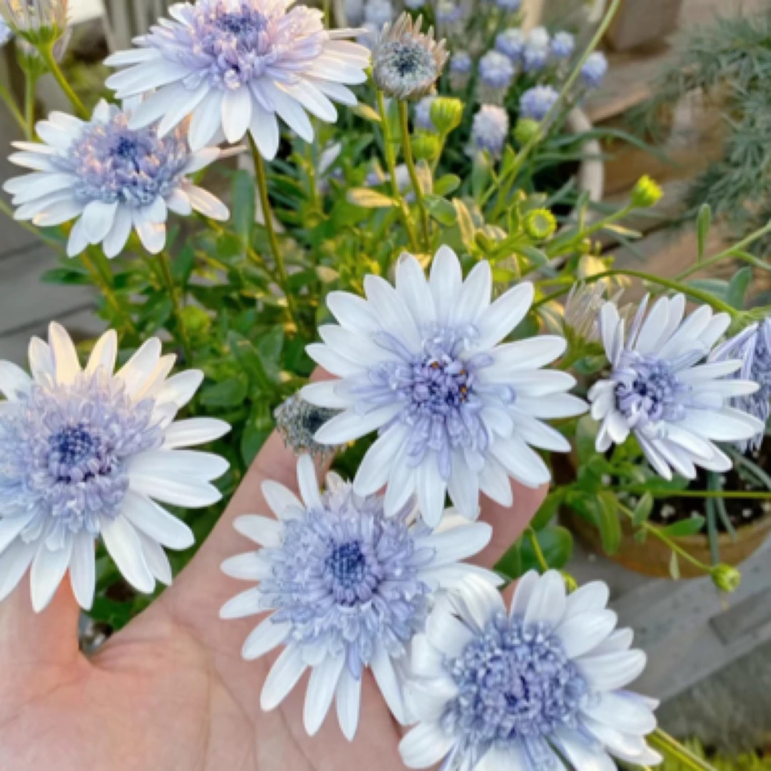 南非万寿菊盆栽 蓝目菊花卉四季开花多年生耐寒庭院阳台植物好养