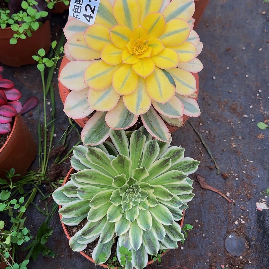 421多肉法师锦1111