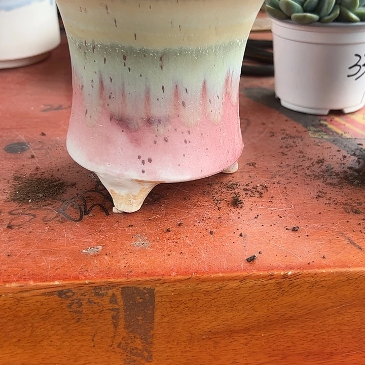 糖***姐粉色万象花盆多肉植