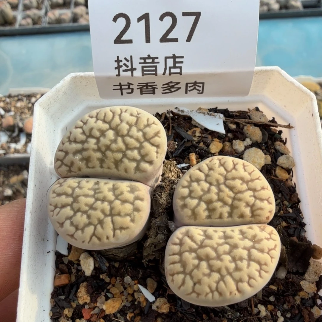 多肉。