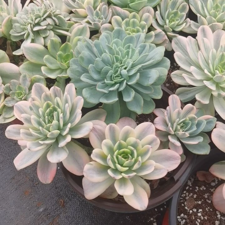 酸橙柠檬白覆轮锦朵朵缀