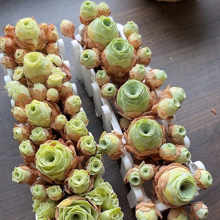 小玉➕阿罗拉黄玫瑰5个带长盒