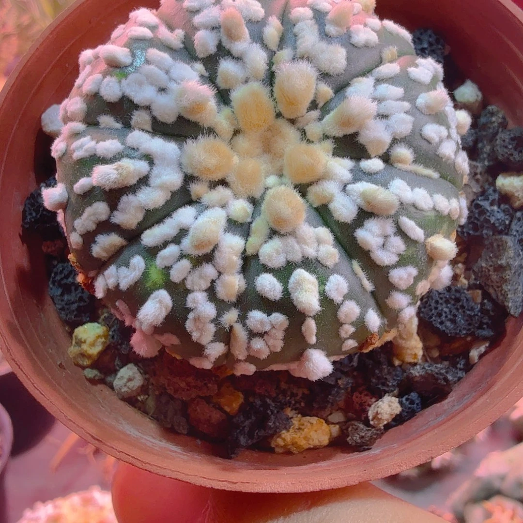 多肉植物浓白点多肉植物