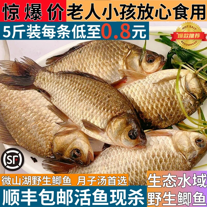 微山湖野生鲫鱼新鲜活鱼现杀渔家孕妇冷冻下奶月子炖汤鲫鱼
