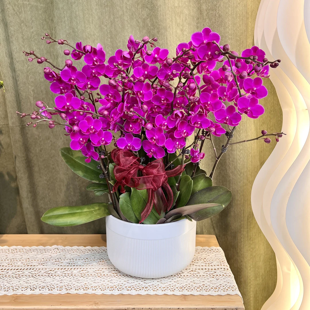 【满天红】蝴蝶兰 经典款年宵花 氛围感紫色小花 高端绿植花卉 送礼