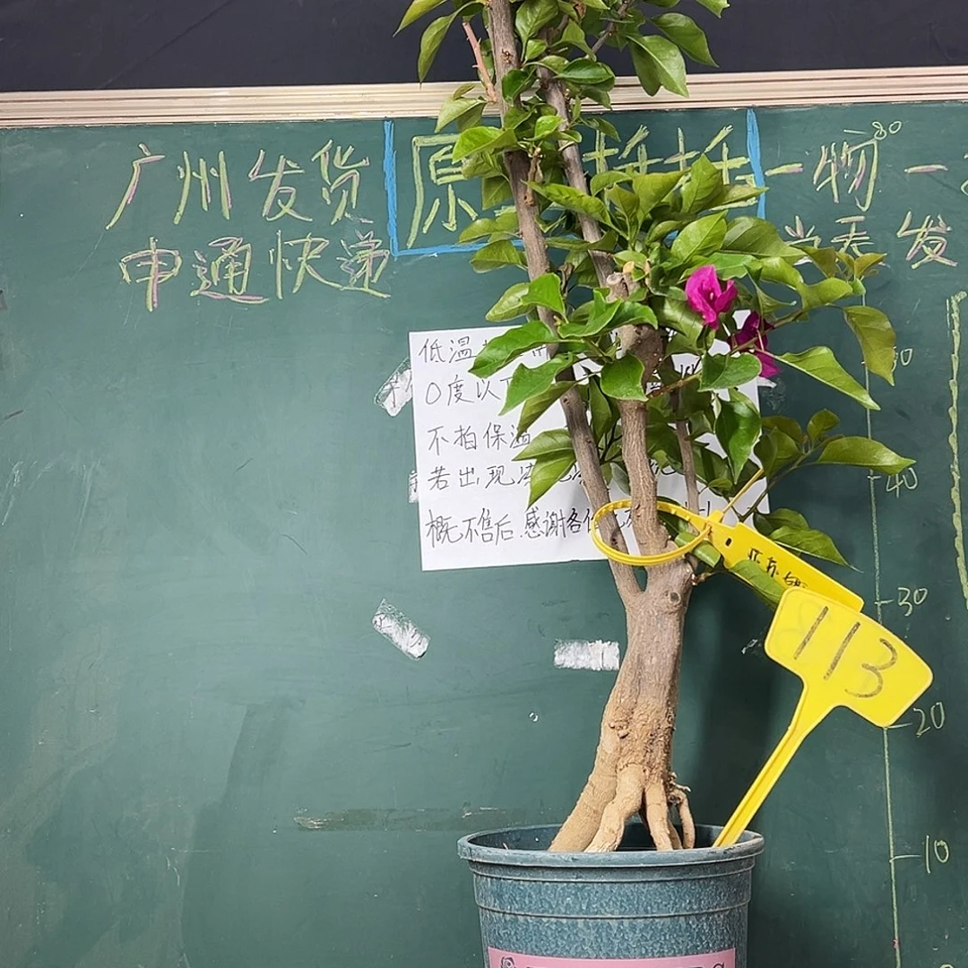 完全开放95 cm  菲菲娜玫瑰红 113