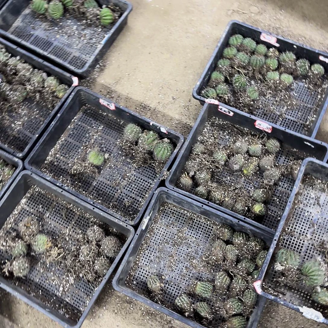 带根10品瑕疵瘦侧牙20包邮仙人球